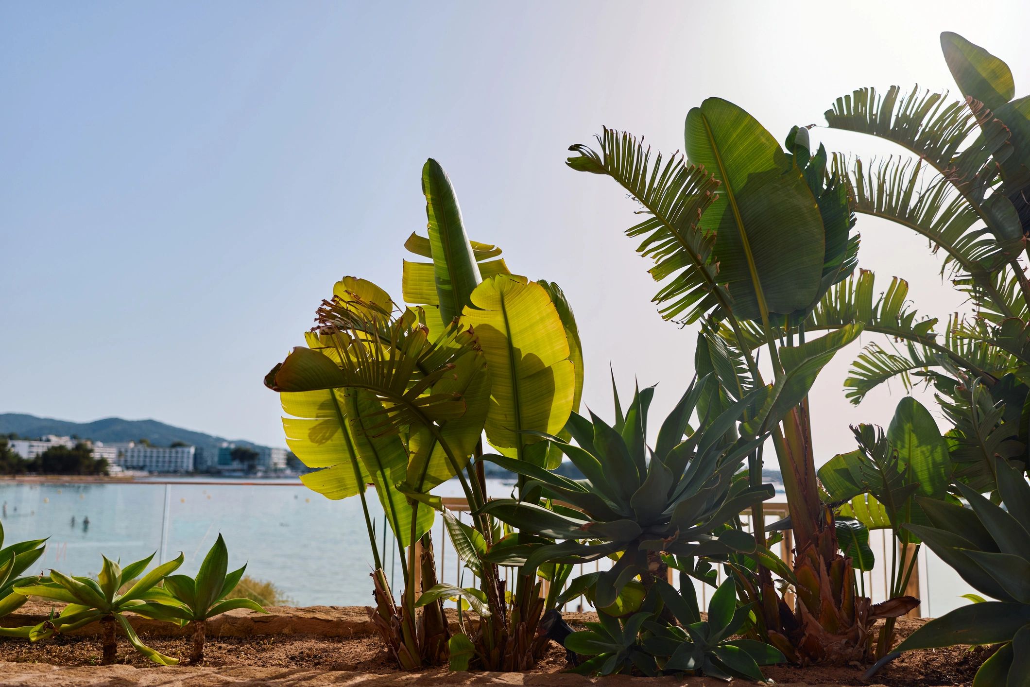 Sunny tropical resort planting near beach for winter sun holiday planning